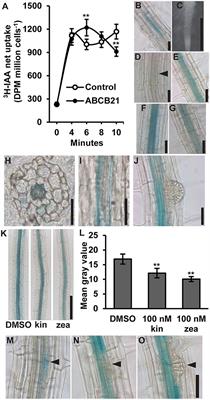 The Arabidopsis ATP-BINDING CASSETTE Transporter ABCB21 Regulates Auxin Levels in Cotyledons, the Root Pericycle, and Leaves